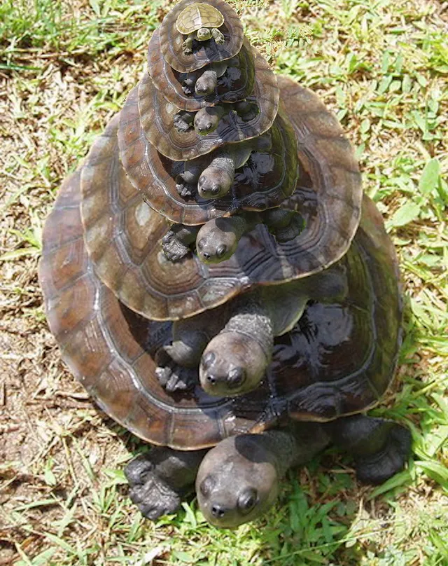Turtles_all_the_way_down.png