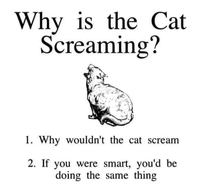 docs/cat.jpg