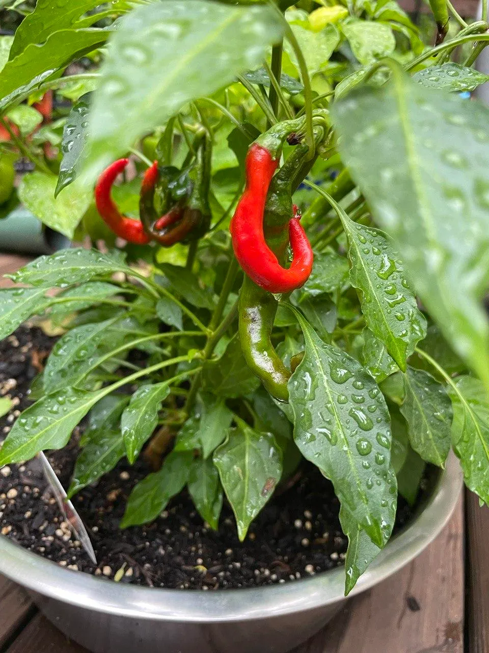 docs/garden_01.jpg